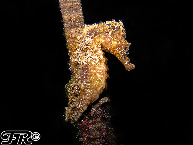 Hippocampus guttulatus e Hippocampus hippocampus